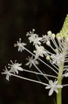 Eastern turkeybeard